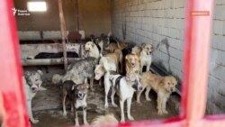 В Шымкенте отловленные на улицах собаки и кошки погибают без еды и воды 