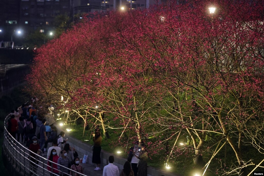Vizitorët bëjnë fotografi të luleve të qershisë gjatë natës, në Lohas Park në Taipei, Tajvan. 