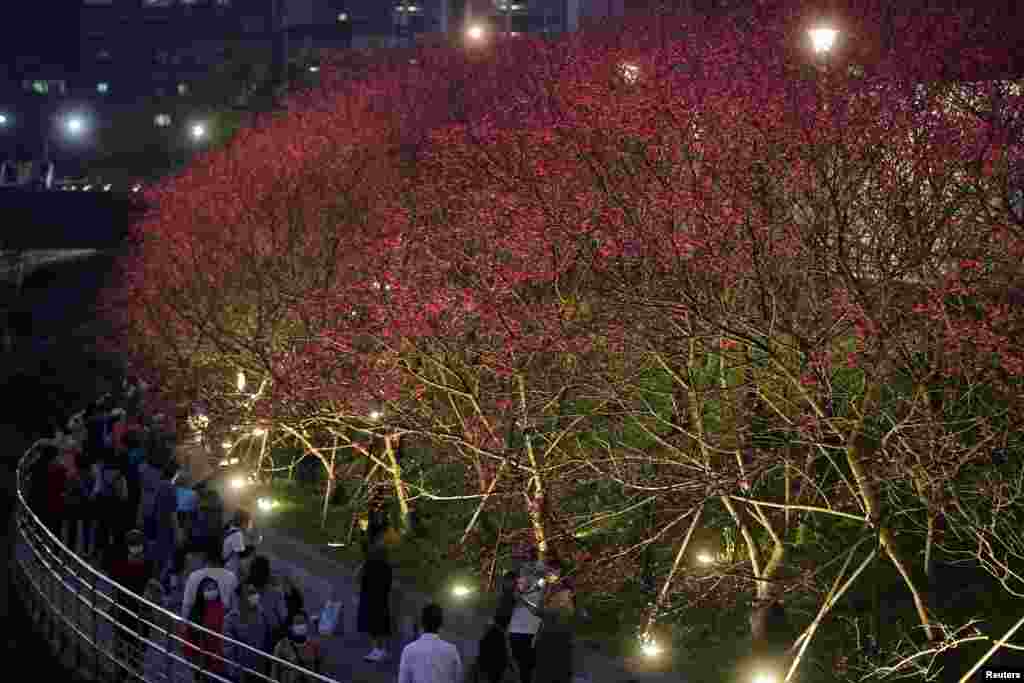 Vizitorët bëjnë fotografi të luleve të qershisë gjatë natës, në Lohas Park në Taipei, Tajvan.&nbsp;