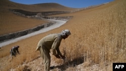 تصوثر آرشیف: فصل درو در یکی از مناطق شمال افغانستان 