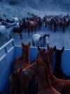 Central Asian nation of Kyrgyzstan, local cowboys drive their horses high into the mountains in search of greener pastures, Kyrgyzstan, May 2023.