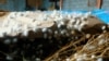 Težak rad iza luksuza: Uzgoj uzbečke svilene bube obiteljska je tradicija
