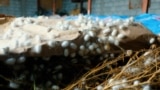 Težak rad iza luksuza: Uzgoj uzbečke svilene bube obiteljska je tradicija