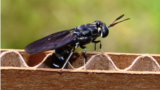 A female black soldier fly deposits eggs in corrugated cardboard. Can this trash-eating insect help clean up Kazakhstan's struggling waste-management industry? (file photo)