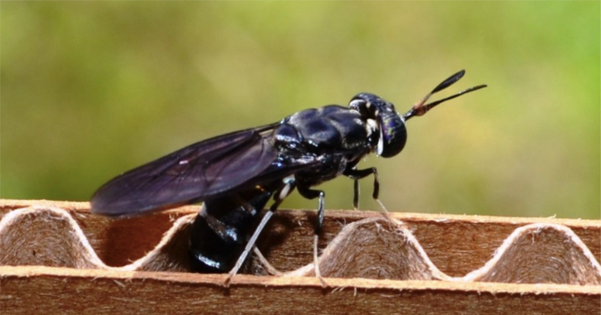 Қыз жабайы лақтырады