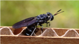 A female black soldier fly deposits eggs in corrugated cardboard. Can this trash-eating insect help clean up Kazakhstan's struggling waste-management industry? (file photo)