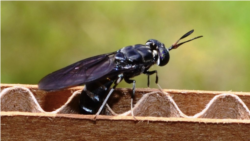 A female black soldier fly deposits eggs in corrugated cardboard. Can this trash-eating insect help clean up Kazakhstan's struggling waste-management industry? (file photo)