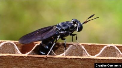 Каммингтер таңдауы Каммингтер таңдауы