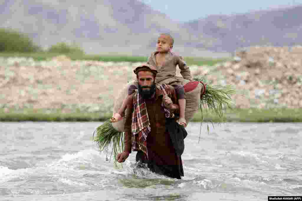 An Afghan farmer carries a boy and a bundle of grass across a river in Mihtarlam, Laghman Province.