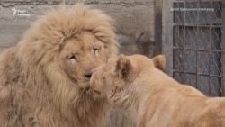 «Леви були налякані, вони боялись сирени» – директор Одеського зоопарку