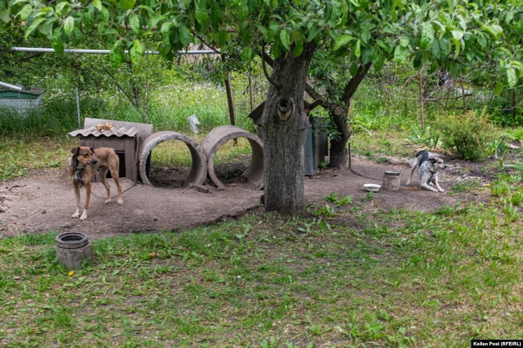 Dy qentë e Natashas.