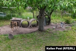 Dva psa gledaju preko Tetjaninog i Natašinog povrtnjaka u Kozača Lopanu, Ukrajina.