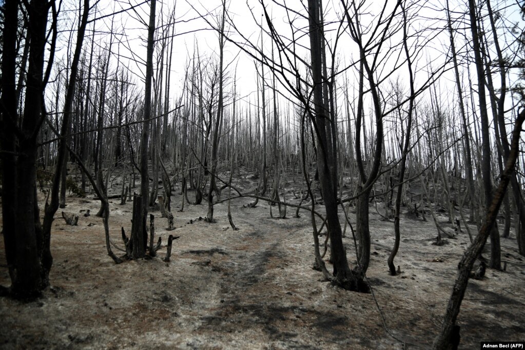 Pemë të djegura në pyllin e Krapsit, afër qytetit të Fierit.