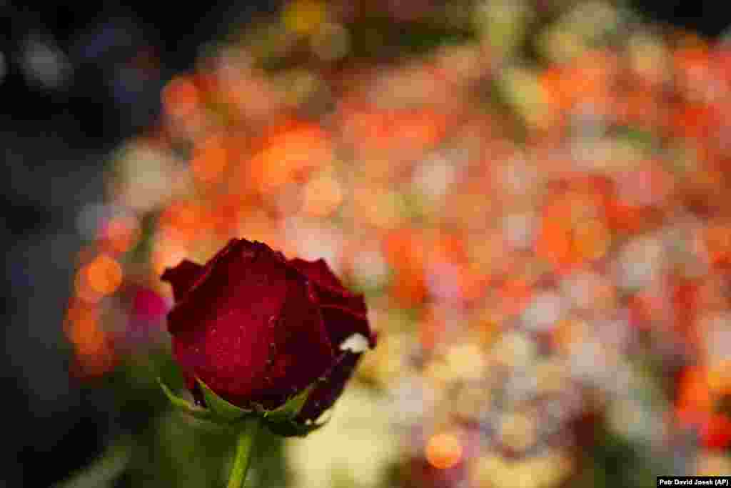 Троянда, яку залишили у пам&#39;ять про жертв стрілянини. Поліція підтвердила, що стрілець покінчив життя самогубством &nbsp;
