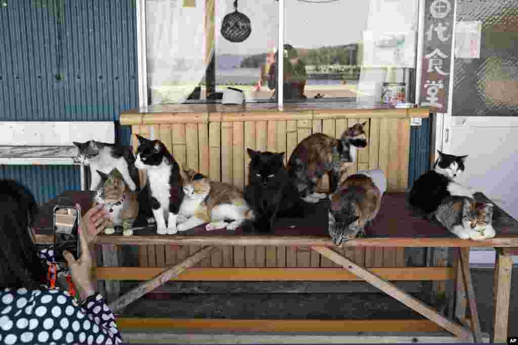 Banorët e ishullit kanë bashkëjetuar prej kohësh me&nbsp;macet. Aktualisht, më shumë se 100 mace jetojnë në Tashirojima, së bashku me rreth 50 njerëz, sipas ueb-faqes së qytetit.