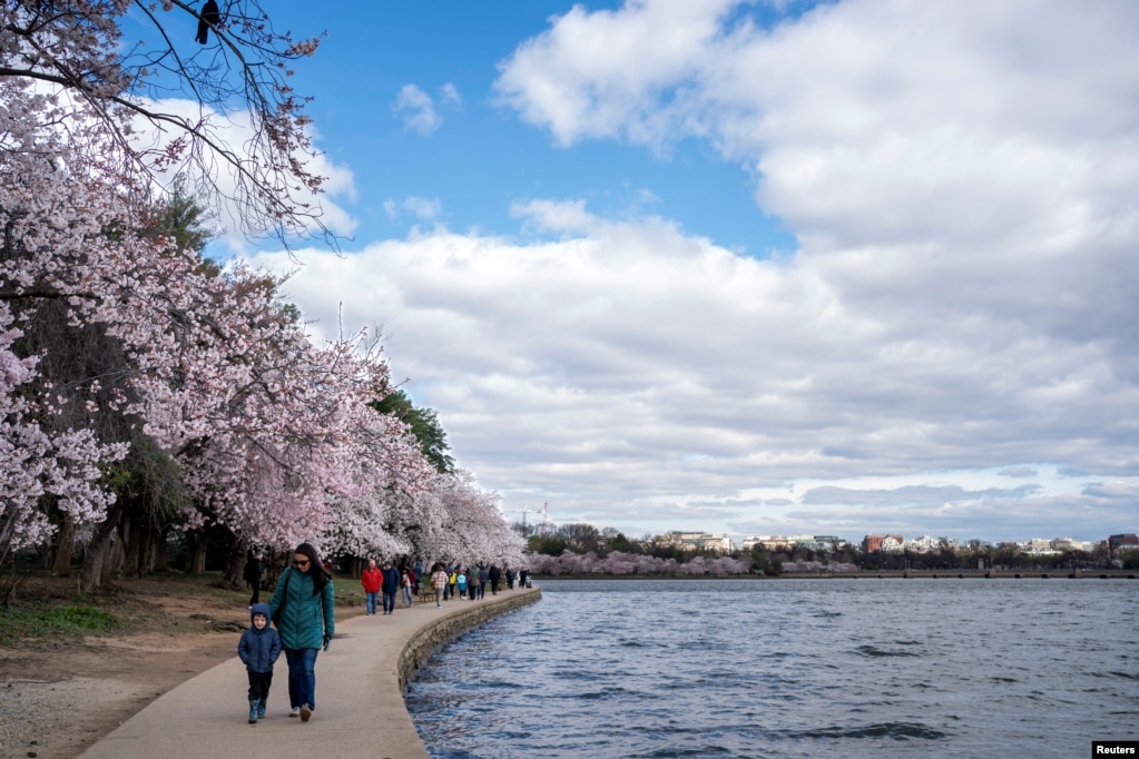 Vizitorët duke ecur përreth pellgut Tidal në Uashington, pranë qershive të lulëzuara, 19 mars 2024.&nbsp;&nbsp;