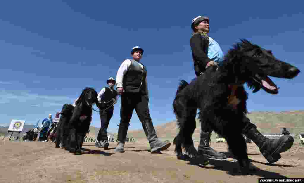 Kyrgyz hunters lead their hunting dogs during the Salburun hunting festival in the village of Bokonbayevo, near Lake Issyk-Kul in Kyrgyzstan.