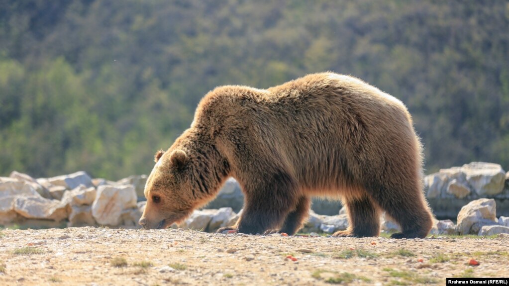 Në këtë park, ariu më i vjetër është Ero, i cili ka lindur më 1999 dhe është shpëtuar në qershorin e vitit 2013 në rajonin e Sharrit.&nbsp;