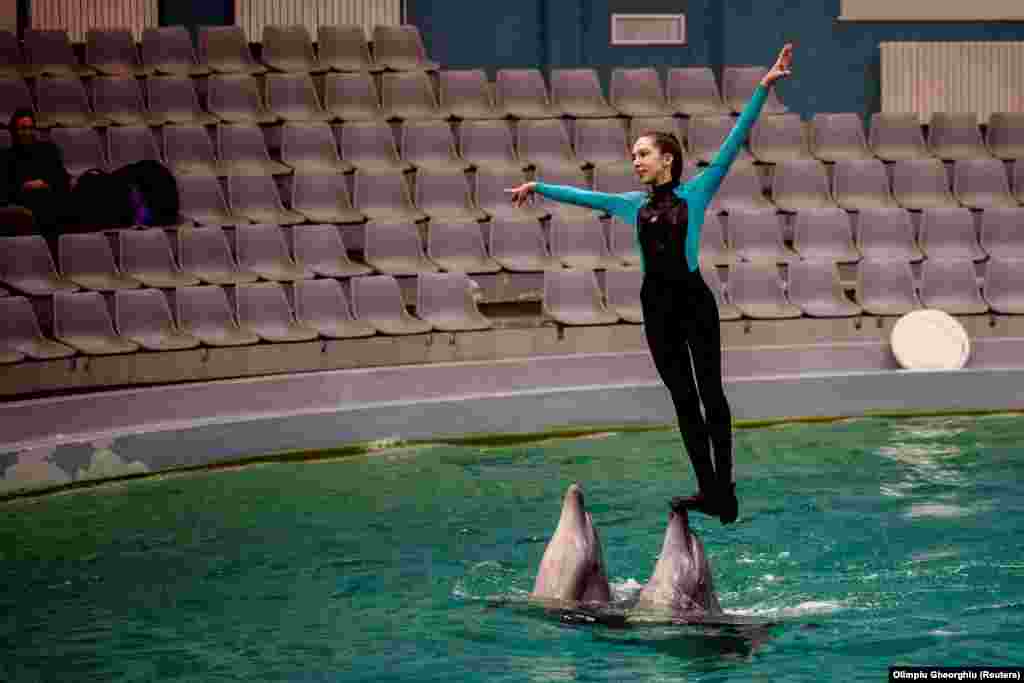 A Ukrainian dolphin trainer performs at the Constanta Dolphinarium in Romania, where four dolphins and three sea lions from a destroyed aquarium in Ukraine have found refuge.