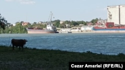 A cow grazes on the Romanian side, with a Ukrainian port visible in background.