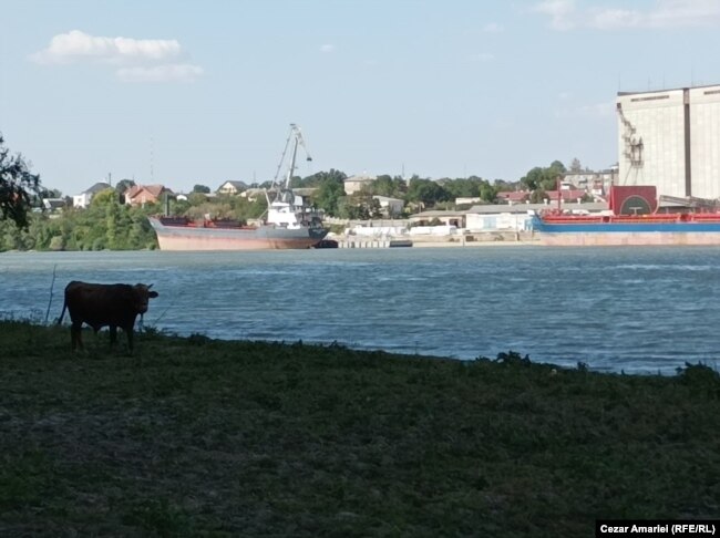 Një lopë shihet në anën rumune në lumit, ndërsa porti ukrainas është në prapravijë.