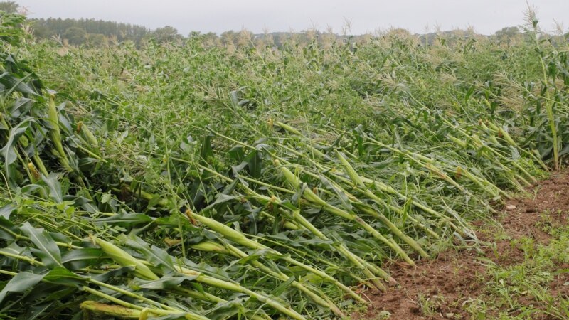Poljoprivrednici u Hrvatskoj traže pomoć države zbog šteta