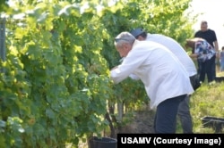 În via din Apoldu de Sus, Sibiu, USMAV Cluj nu doar instruieşte studenţii practic, ci şi produce vin în regim propriu.