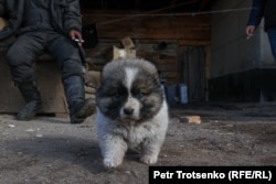 Щенок во дворе крестьянского хозяйства. Алматинская область, 3 февраля 2023 года