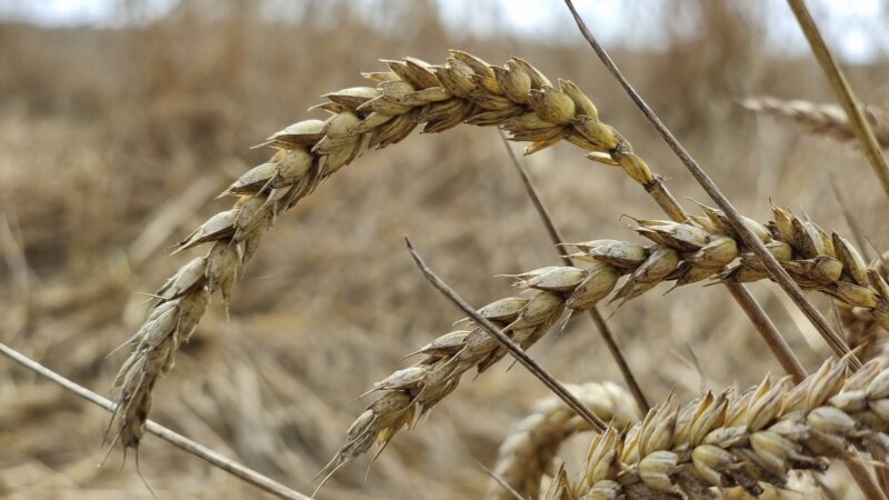 Polonia, Ungaria și Slovacia ignoră decizia UE și continuă să interzică importul de cereale ucrainene