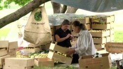 Ծիրանի ցածր գինը Արարատյան դաշտում բողոքի ալիք է բարձրացրել