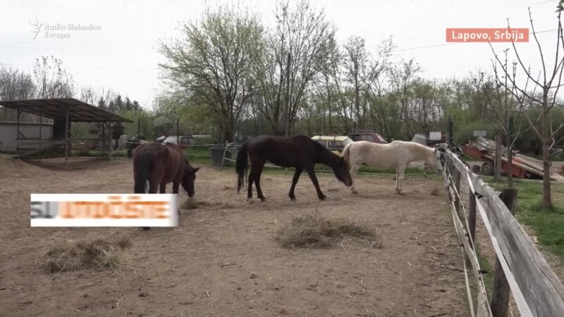Drugi život napuštenih konja Srbije  