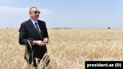 Azerbaýjanda boljak saýlawlaryň ýeke-täk gyzyklanmasy wezipedäki prezidentiň gazanjak sesleriniň derejesi bolar.