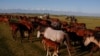 Kyrgyz Cowboys Risk Lives On Alpine Horse Drive GRAB
