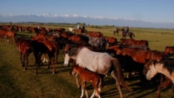 Kyrgyz Cowboys Risk Lives On Alpine Horse Drive