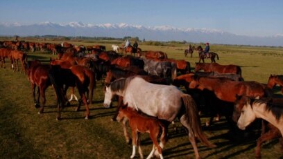Kyrgyz Cowboys Risk Lives On Alpine Horse Drive