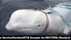 Hvaldimir, bijeli kit prvi put je uočen 29. aprila 2019. kod obala na sjeveru Norveške.