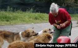 Ajeta thotë se asnjë qen nuk sulmon nëse nuk ndihet i rrezikuar.