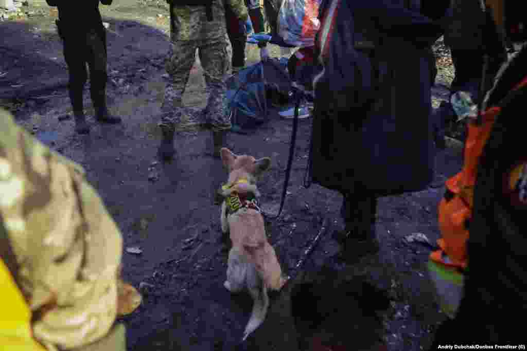 Элтон, единственная сертифицированная поисково-спасательная собака в Украине, после обнаружения тела. В группе 14 собак и около 30 человек. Организация была названа в честь первой собаки из постсоветской Украины, которая представляла страну на чемпионатах мира по поиску и спасению собак.