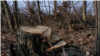 Moldova-Illegal cutting, wood, forest strips-February 2023