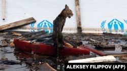Кіт на шматку меблів, що плаває у воді в затопленій частині Херсона на 3-ій день після руйнування Каховської дамби. Херсон, 12 червня 2023 р.