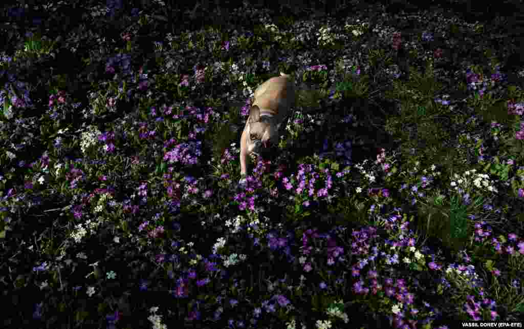 A French boxer walks in a garden with blooming primroses in Sofia.