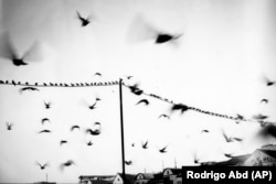 Pigeons fly over the Shah-Do Shamshira Mosque in Kabul on June 8.