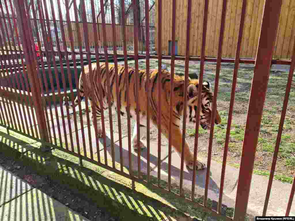 Тигр Джедай (посетители зовут его Мурзик).