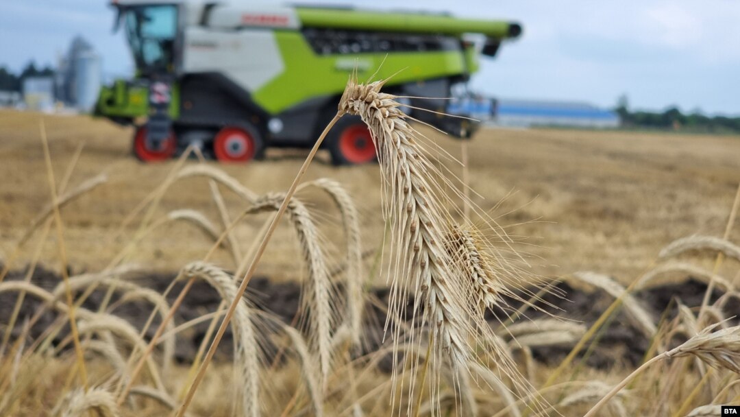 Harvest grain wheat combine