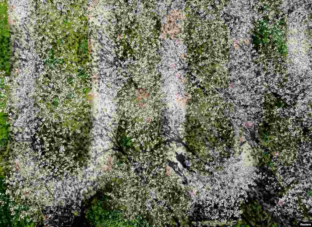 Šetnja vrtom Alnwick koji posjeduje najveći broj stabala japanske trešnje sorte taihaku na svijetu - 329, u Northumberland, Velika Britanija, 18. april.