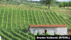 Prema rečima predsednika Srbije Aleksandra Vučića sada carina na uvoz vina iz Srbije u Kinu čini 30 odsto ukupne cene.