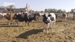 "146 миллионов убытков": украинские фермеры показывают, что война сделала с их хозяйствами 