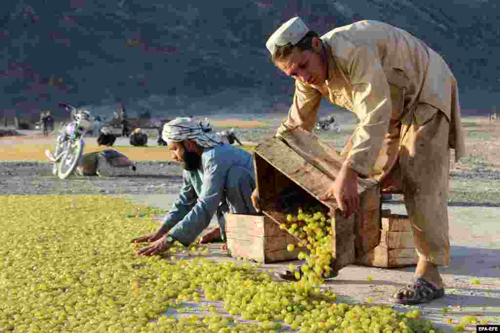 Zyrtarët e bujqësisë thonë se prodhimi i rrushit të thatë në Afganistan është dyfishuar në vitet e fundit. Megjithatë, mungesa e kutive dhe ambalazhimit prej kartoni në mënyrë profesionale po i pengon kapacitetet e tyre për të eksportuar më shumë rrush.