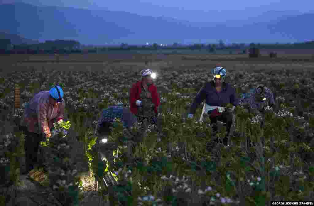 Agricultural workers harvest Oriental tobacco leaves in a tobacco field in Pelagonia, North Macedonia&#39;s largest agricultural area, near the city of Prilep.