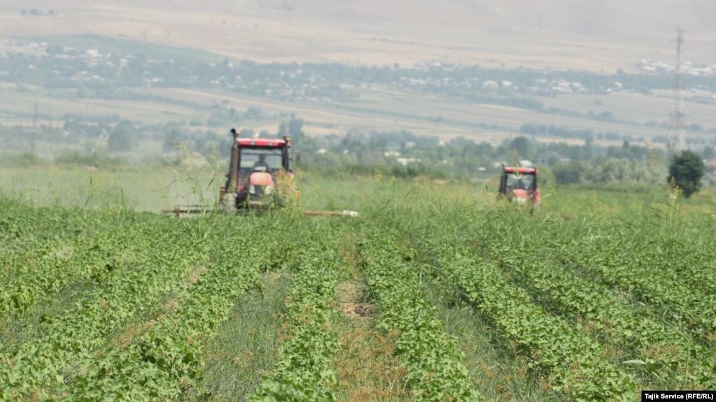 Tajik tractor drivers spread fertilizers over cotton fields in the Yovon district as part of a Chinese agricultural project. The tractor drivers say that they do not know what kind of fertilizer is used.